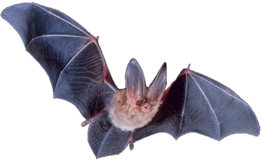 Bats is png free to use
