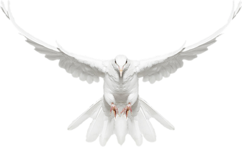 Columbidae Domestic pigeon Bird Graphy, Dove, White Pigeon Png Transparent Photo