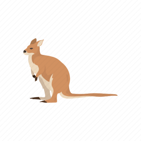 Wallaroo Isolate PNG Photo Transparent