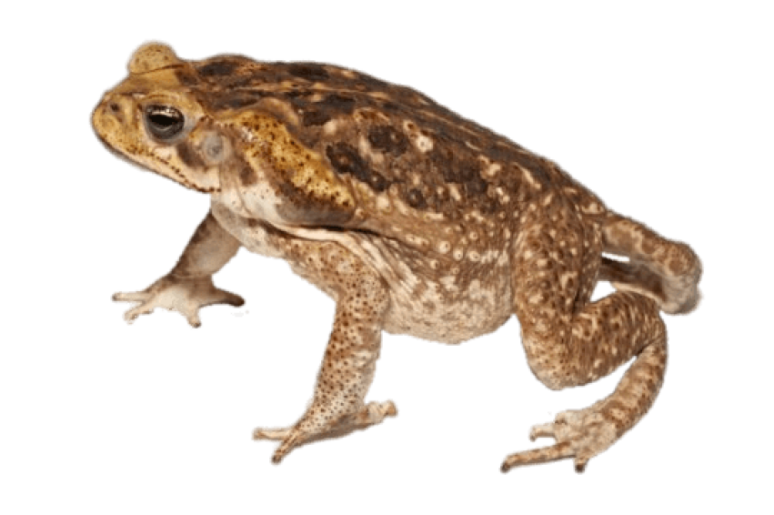 Cane Toad PNG Photo