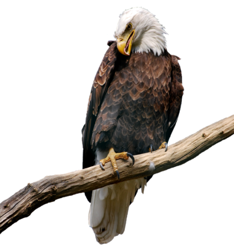 Owl free Png Image, Owl with pointing eyebrows PNG Image with Transparent Background