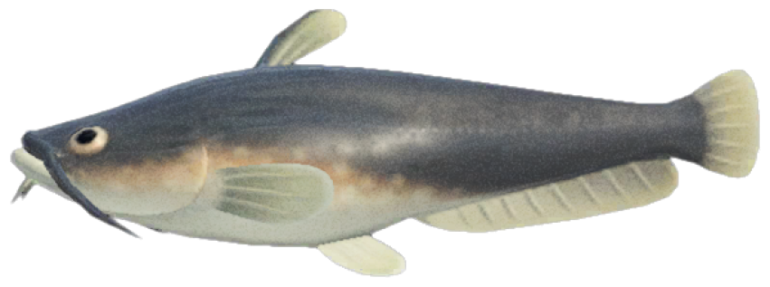HD Wels Catfish PNG Clipart Photo