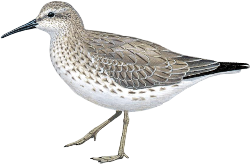 Sandpiper PNG Transparent Background