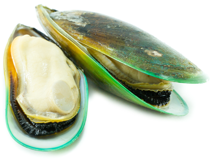 Mussel PNG Sticker Free Download