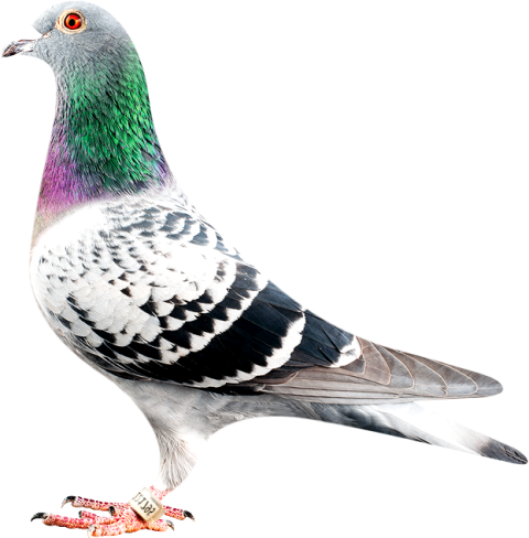 Rock Dove PNG Kabutar Image On Transparent Free Image