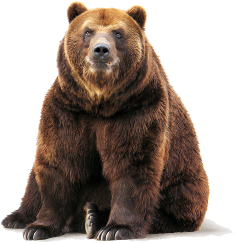 brown bear png free beer in floor png free download