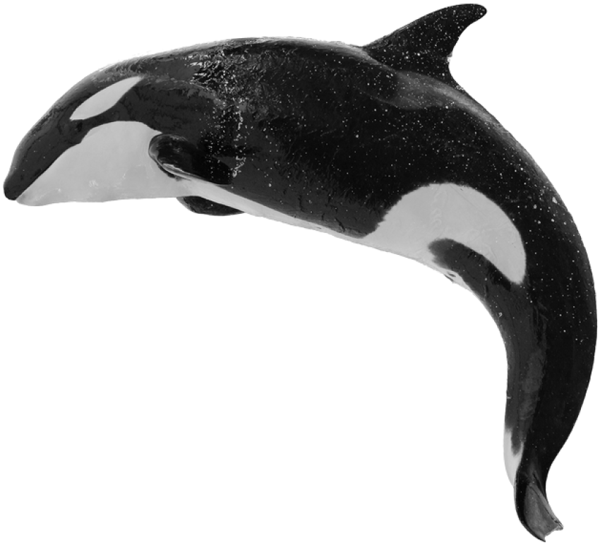 Jumping Orca PNG Whale Free Transparent