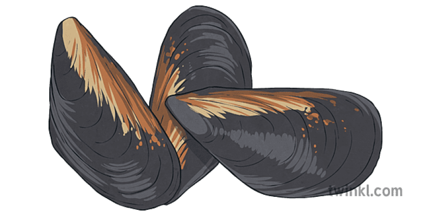 Cooked Mussel Seafood PNG Image