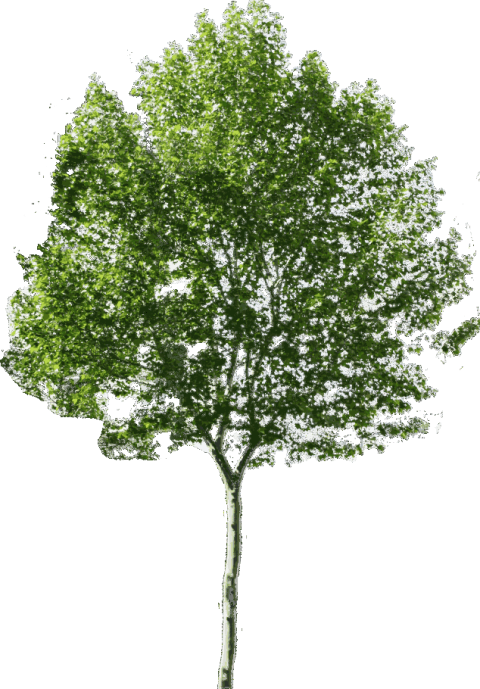 Tree PNG image, Download 190000+ Tree PNG Resources with Transparent Backgroung