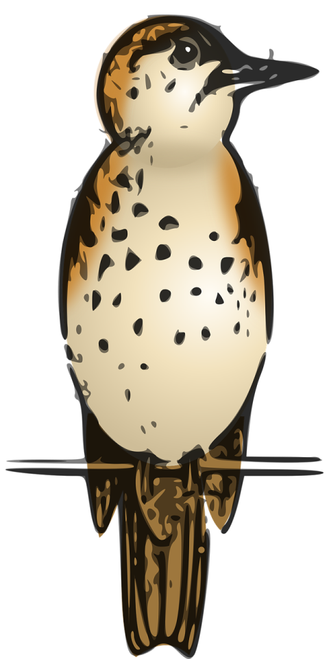 Mistle Thrush Photo PNG Free Download