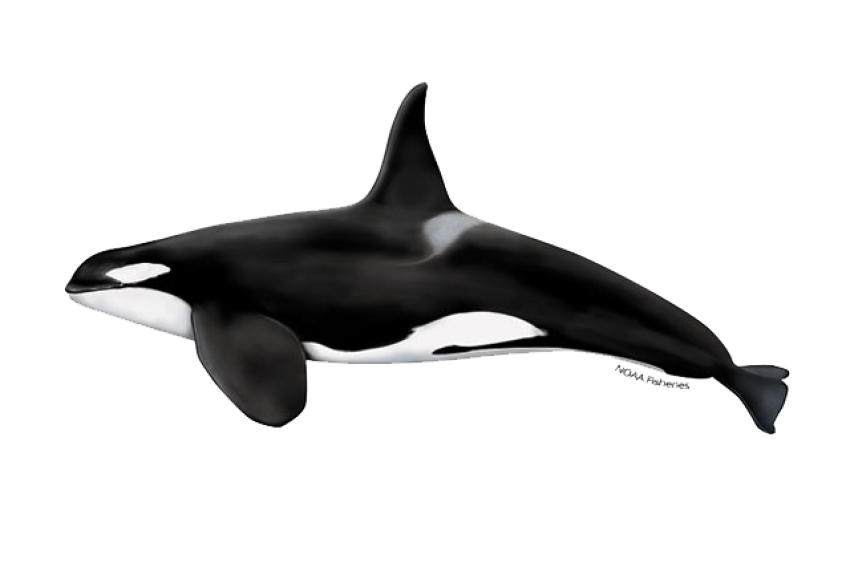 Killer Whale Orca PNG Transparent Image