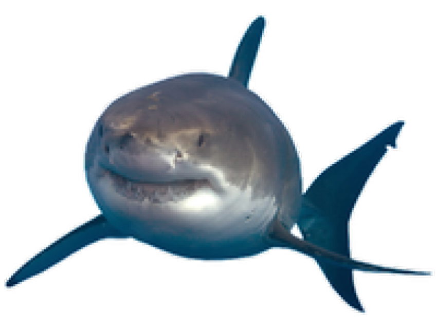Real Baby Shark PNG Image Free Download