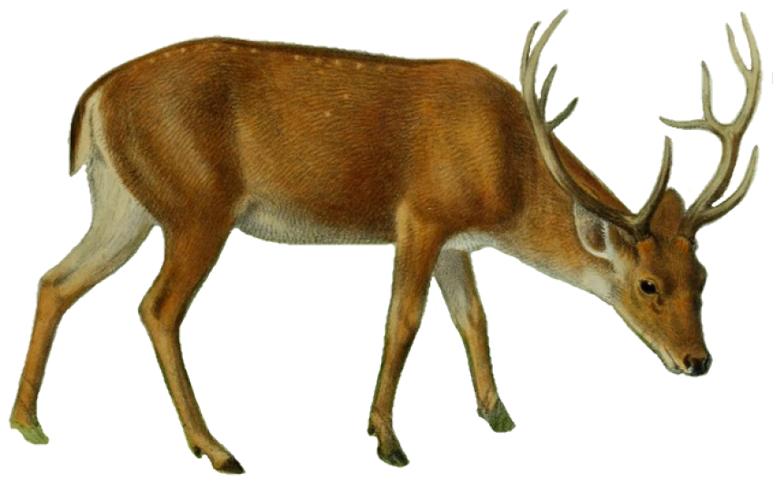 The deer of all lands Swamp deer white background free