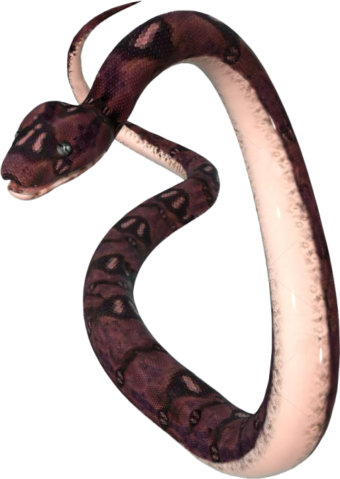 Transparent Anaconda PNG Free Download