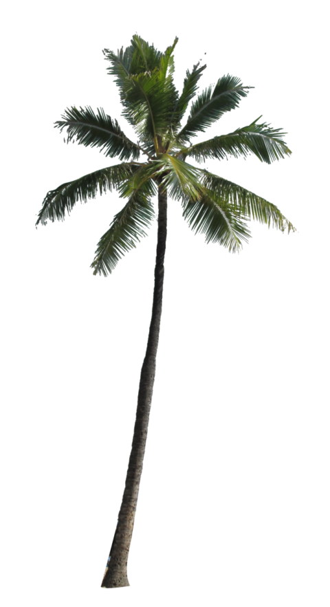 Transparent Background Free Palm Tree PNG