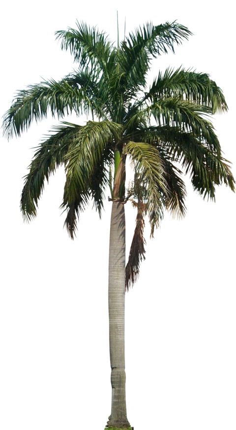 HD Palm Tree PNG On Free Transparent Background