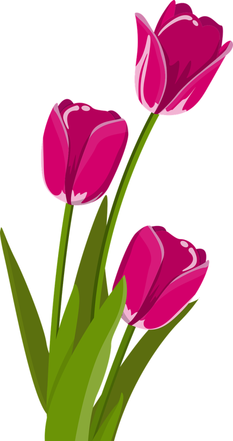 Tulip Flower PNG On Watercolor Art Free Download