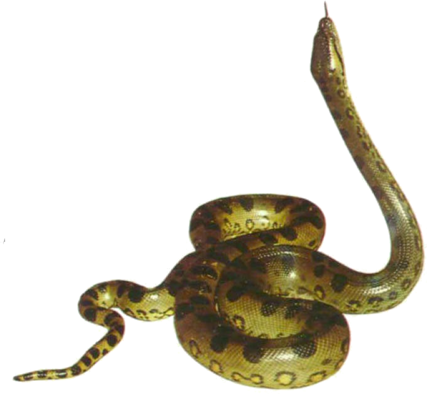 Green Anaconda PNG Picture Free Download