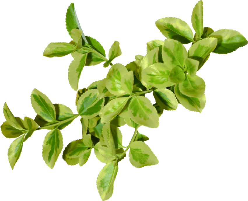 Realistic Green Leaves PNG Image Free Download