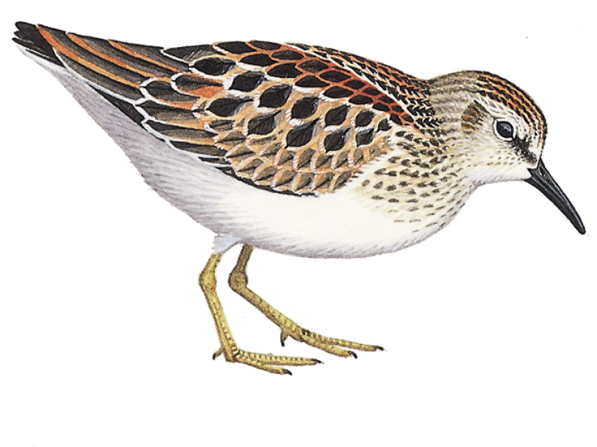 Isolated Sandpiper PNG On Transparent Background
