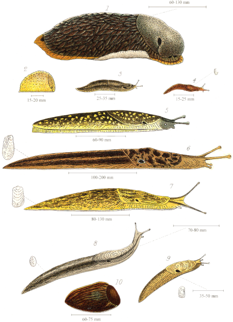 Silhouette Clip Art Sea Slug PNG Picture Transparent Background Free Download