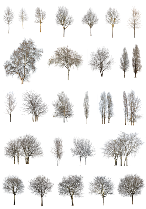 Pine Winter PNG Cold Trees Free Download