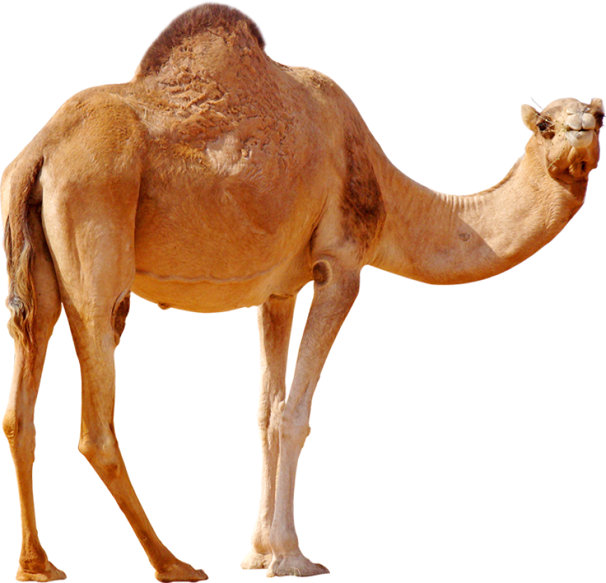 Camel png free download seeing back side camel photo
