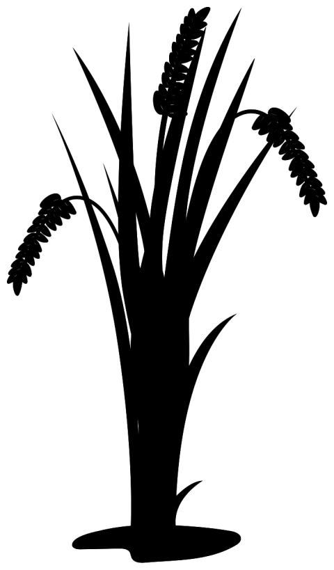 Vector Black Rice Leaf PNG Image