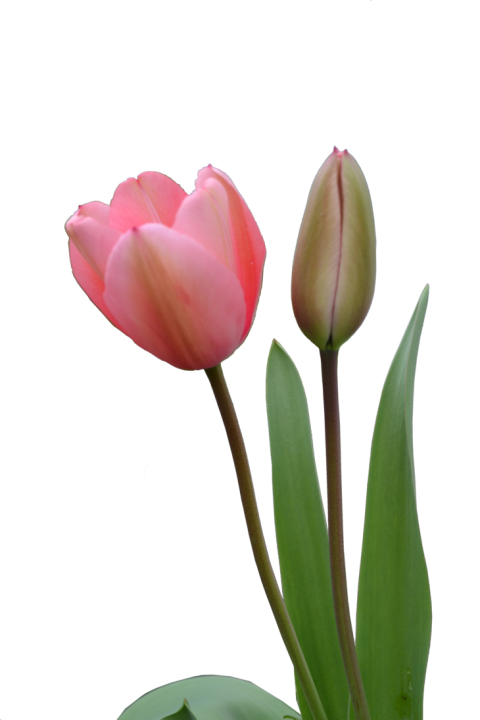 High Resolution Tulip PNG Painting Image