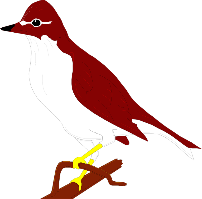 HD Vector Art Thrush PNG Bird Image Free Download