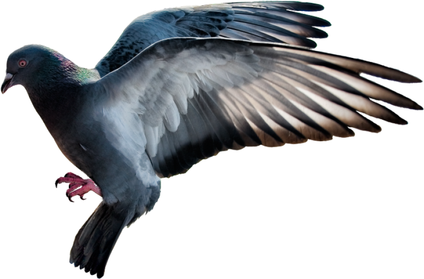 Black Flying Rock Dove PNG Image