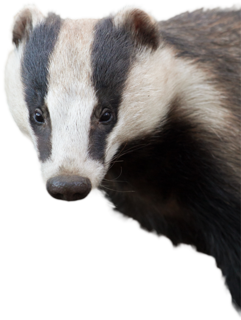 Illustration Clipart Badger Image PNG Transparent free Download