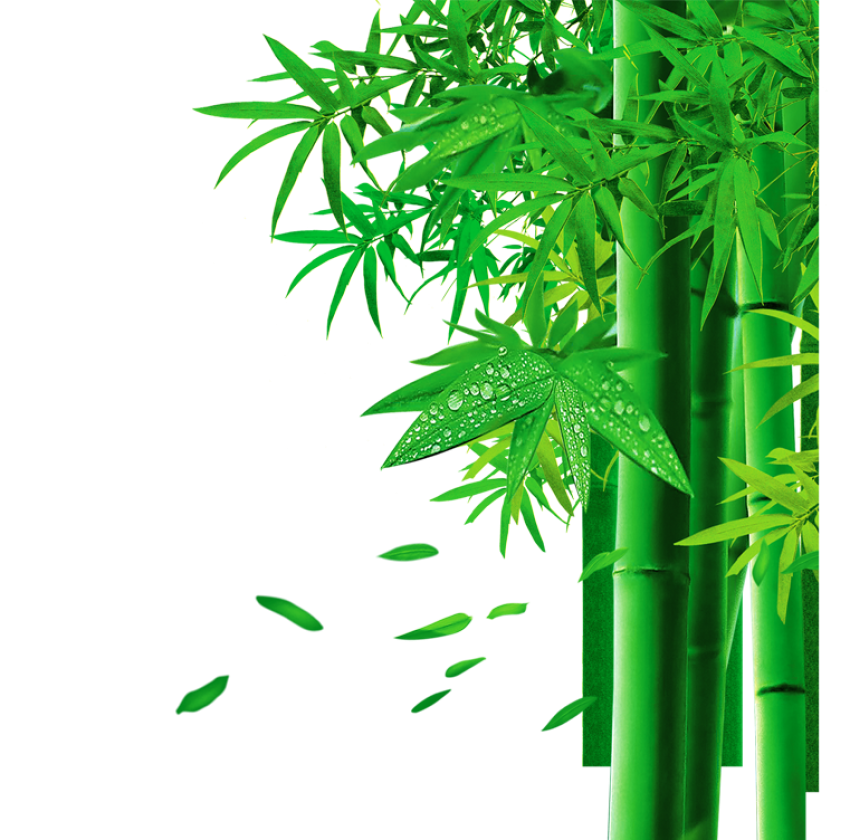 Green Bamboo PNG Picture Free Download