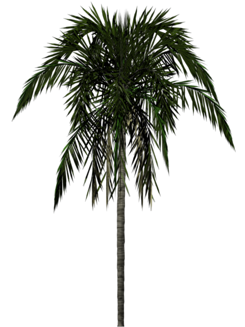 HD Palm Tree PNG On White Background