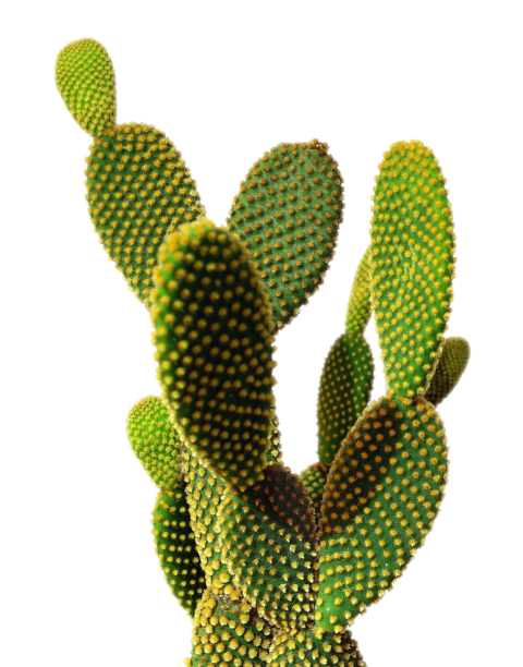 Cactus PNG Organo realistic Animated Plant Image