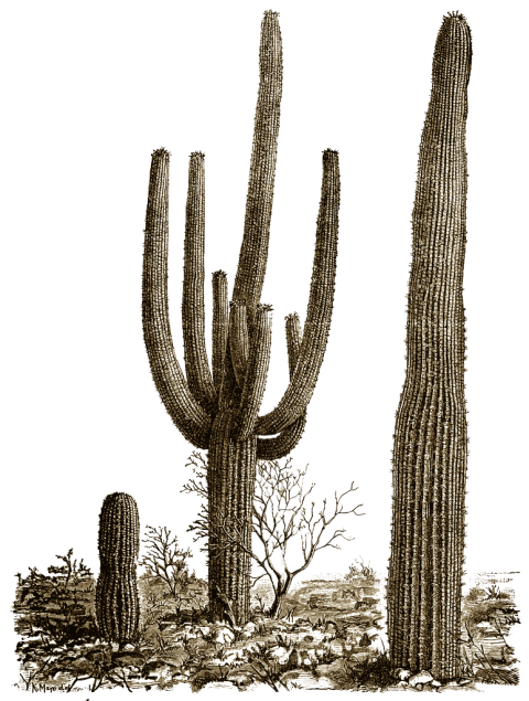 Isolated wild west Cactus PNG Picture