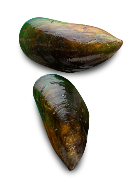 Mussel PNG Picture Free Download
