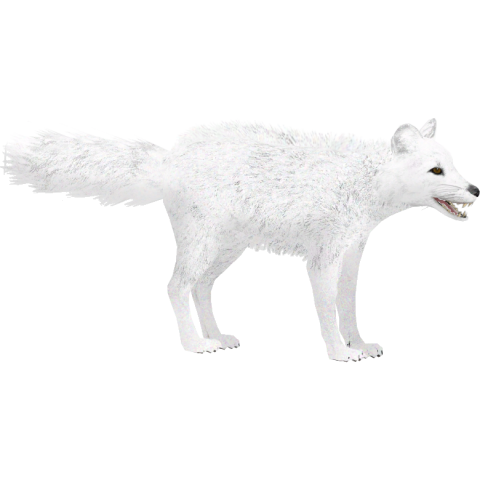3D White Arctic Fox PNG HD Background Image