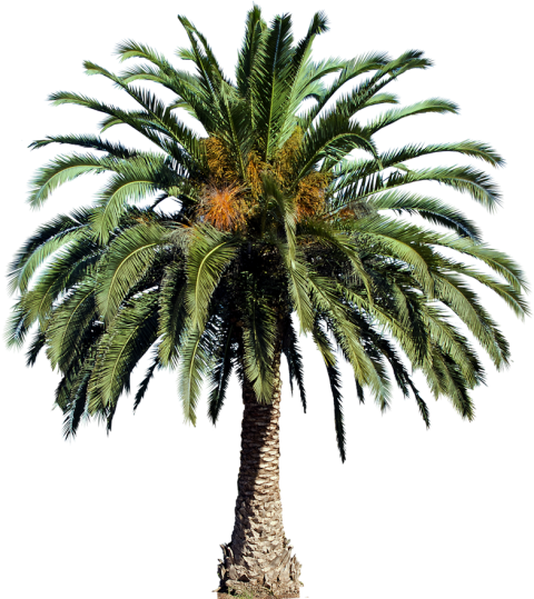 Clipart Palm Tree PNG Image Free Download