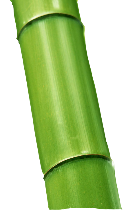 Stonge Single Bamboo PNG Image