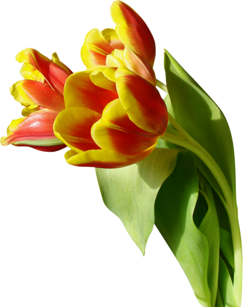 Illustration Tulip PNG Picture On Free Download