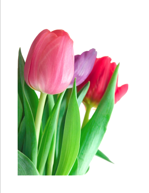 Aesthetic Tulip PNG Flower Free Download