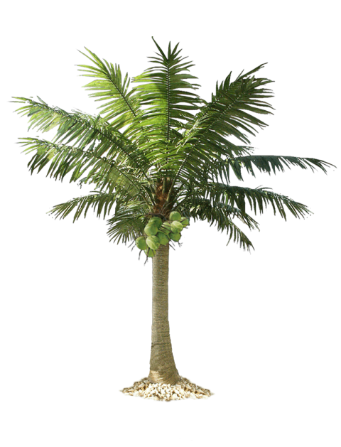 Download Free Palm Tree PNG Transparent
