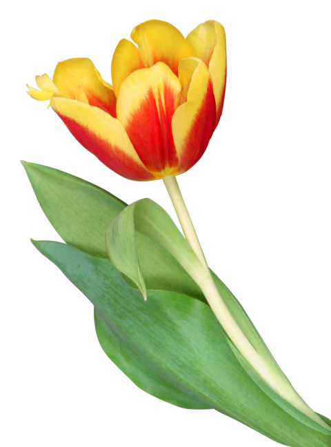 SVg Illustration Tulip PNG Flower Free Download