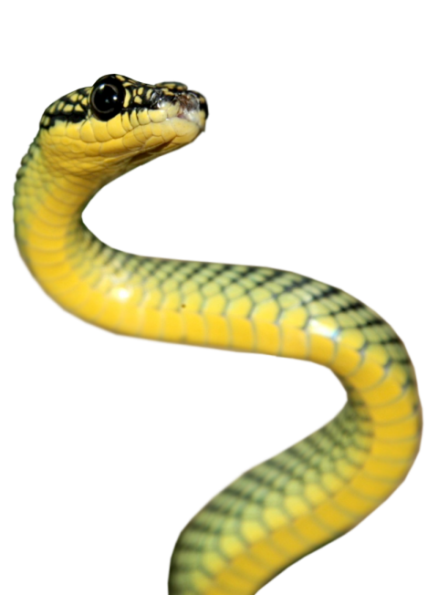 Green Stock Anaconda PNG Transparent Fre Stock Image