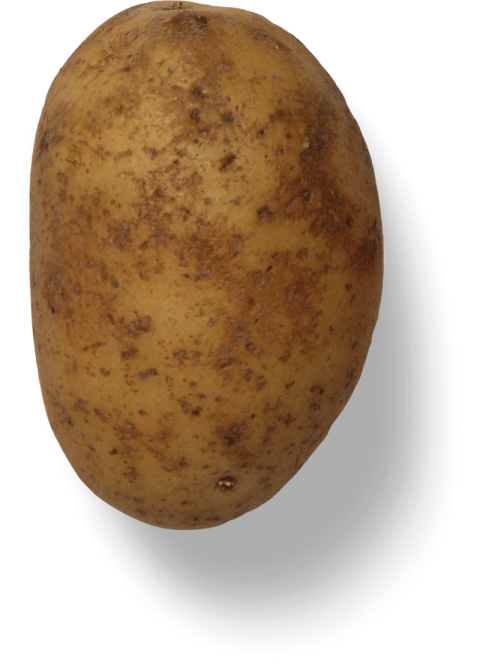 Fresh Potato With Brown Spot,Yukon Gold Potato,HD Potato Photo Free Download PNG Image,Transparent Background