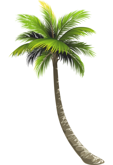 Coconut Palm Tree PNG Picture On Free Download