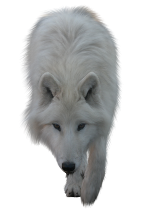 Arctic Fox Graphic Illustration PNG Image Free Download