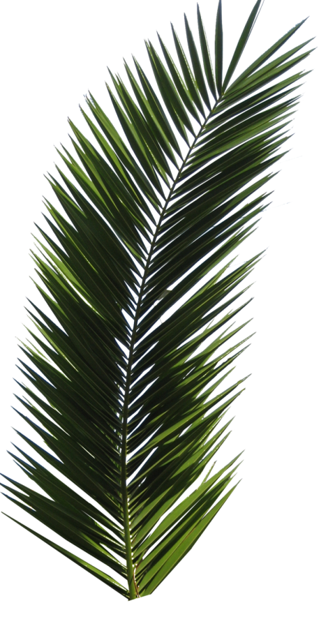 Palm Tree PNG Leaf Free Download