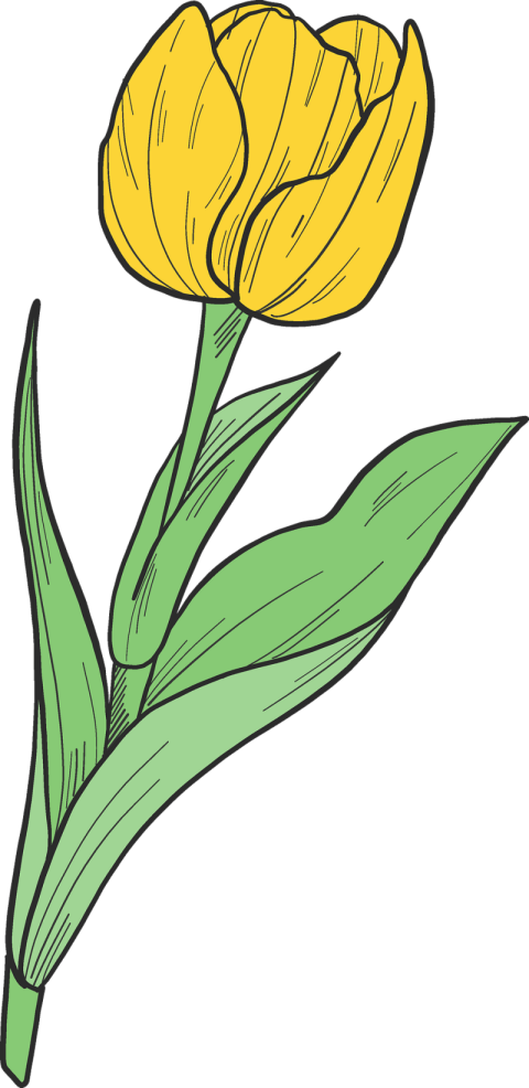 Tulip PNG Handart image Free Download
